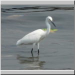 Intermediate egret.jpg